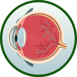 eye