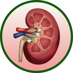 kidney