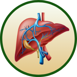 liver