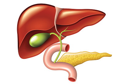 gallbladder