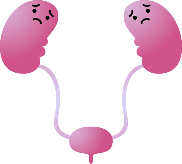 illustration of cute kidney and bladder