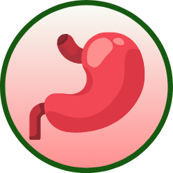 stomach